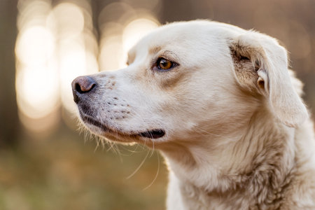 Portrait of a white dog in the autumn forest. Selective focus.