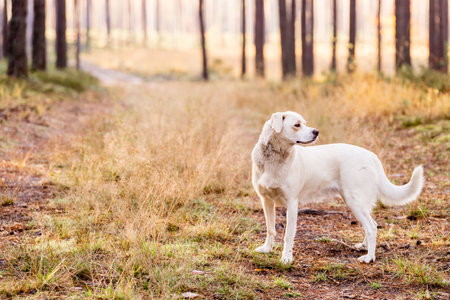 White dog in the autumn forest. Golden Retriever on a walk.