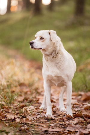 White labrador retriever dog standing in autumn park. Selective focus.