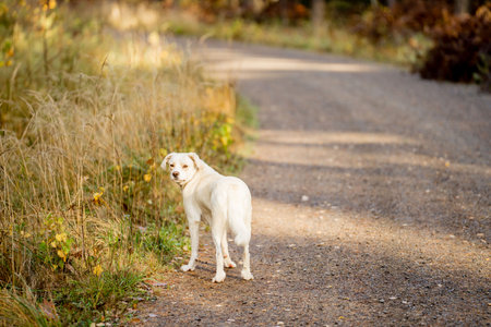 White labrador retriever is standing on the road in autumn.