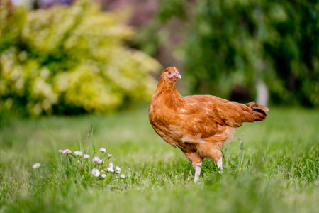 Chickens walking on the grass in the garden in spring.の写真素材