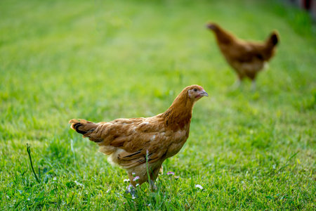 chickens on the green grass in the garden, chicken farmの写真素材