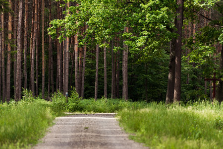 country road in green summer forest with trees and grass. latvia