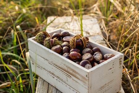 Chestnuts in a white wooden box on a wooden table in the fieldの写真素材