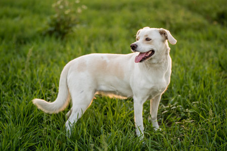 White retriever dog standing on the green grass with tongue out