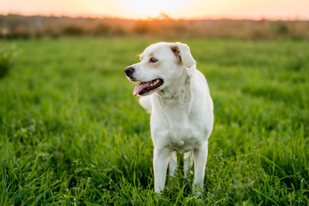 White labrador retriever dog standing on green grass at sunset.