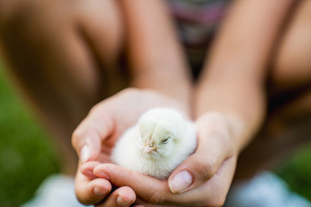 Little chick in the hands of a child on a green background.の写真素材