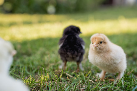 chick and chicken on green grass in the garden at sunny day