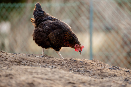 black hen with red comb on the farm. close-up.