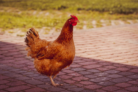 chickens walk on the street in the village in the summer