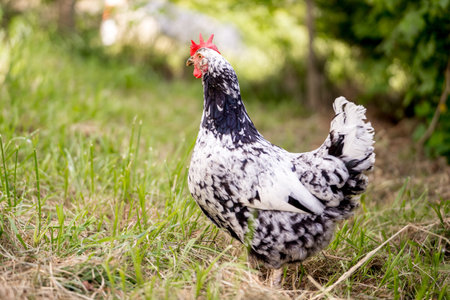 White and black rooster with red comb on his head in the grassの写真素材