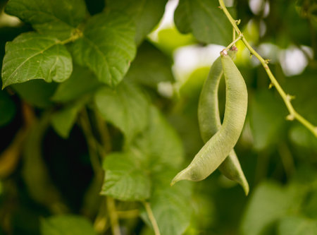 Green beans growing on a bush in a greenhouse. Selective focus.