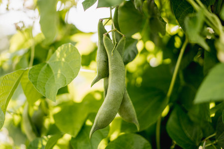 Green beans growing on the tree in the garden. Selective focus.