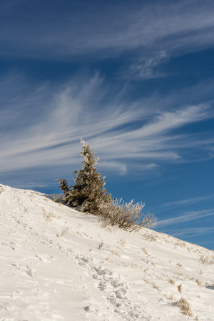 Snow covered trees and blue sky with white clouds. Winter landscape.の写真素材