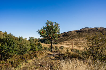 Autumn landscape with a rowan tree on the hillside.の写真素材