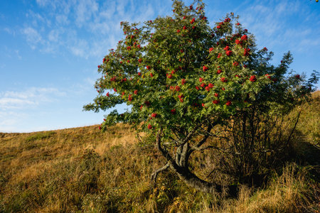 Red rowan berries on a tree on a hillside in autumnの写真素材