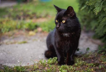 Black cat with yellow eyes sitting in the grass on the street.の写真素材
