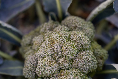 broccoli in the vegetable garden, close-up of fresh vegetablesの写真素材