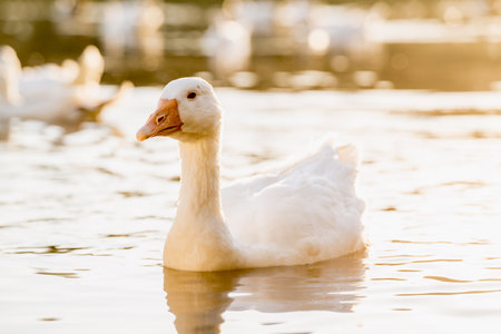 White goose swimming in the lake on a sunny day, selective focus