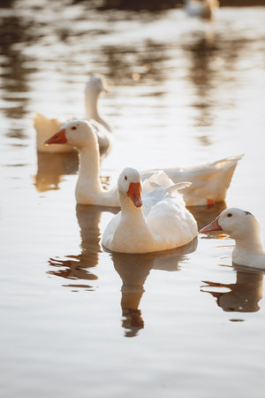 White ducks swimming in the lake. Selective focus. Shallow depth of field