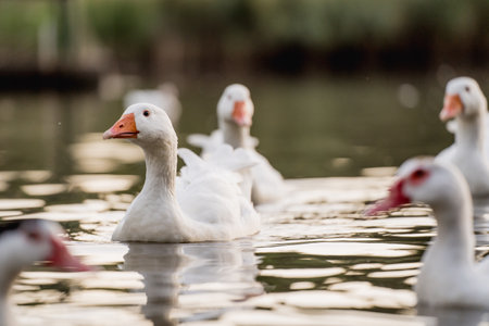 Beautiful white geese swimming on the lake. Selective focus.