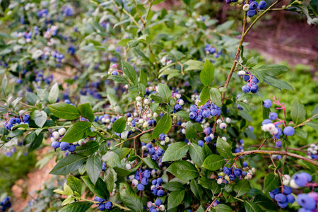 Blueberry bush with ripe berries and green leaves, close-upの写真素材