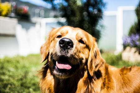 dog smilingの写真素材