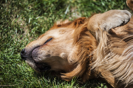 Dog sleepingの写真素材