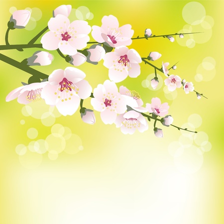 Abstract blossoming background in springのイラスト素材