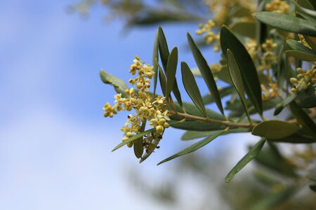 Closeup of a blossoming olive tree in early summerの写真素材