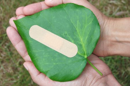 Conserving a damaged leaf