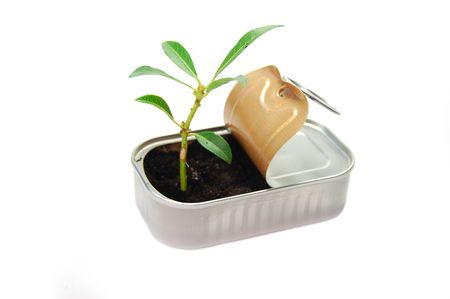 Plant growing from rubbish