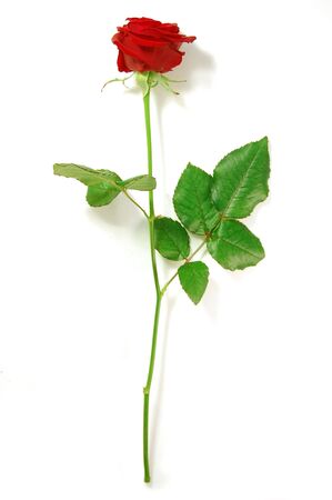 Single red rose on a white backgroundの写真素材