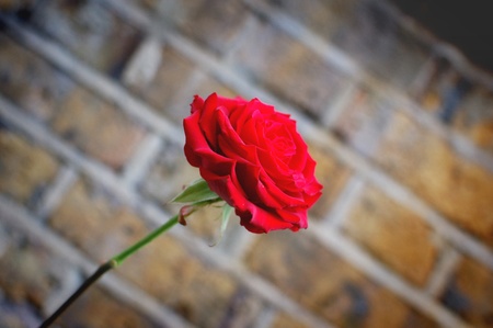 Single red rose の写真素材