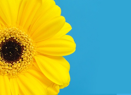 Yellow daisyの写真素材