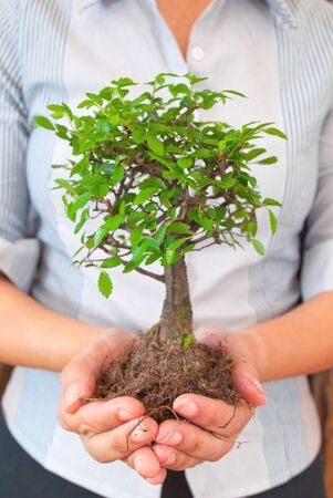 Businesswoman with small tree