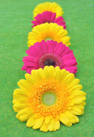 Line of gerberas の写真素材