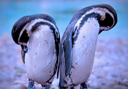 Pair of penguinsの写真素材