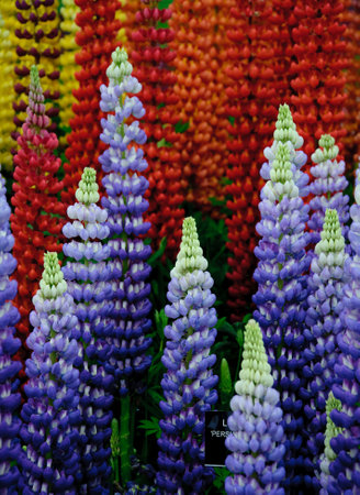 Lupins at the Chelsea Flower Show 2014, London, England のeditorial素材