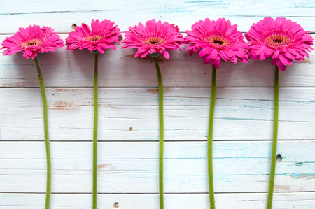 Pink daisies on a wooden background with spaceの写真素材