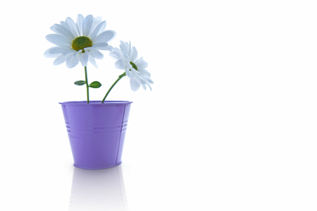 Two isolated white spring daisies in a plant pot with space for textの写真素材