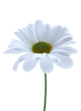 Close up of a daisy over a white backgroundの写真素材