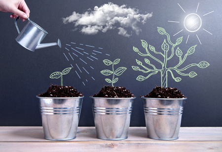 Different phases of plant growth evolution sketched on a chalkboard inside pots being wateredの写真素材
