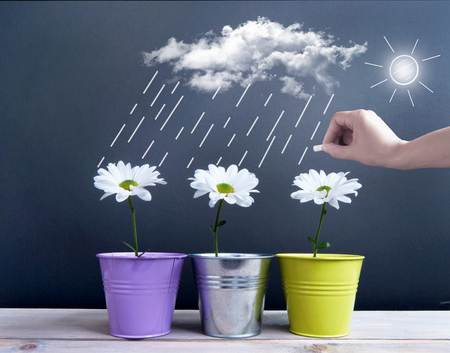 Spring daisies inside pots with clouds, and rain being sketched on a chalkboardの写真素材