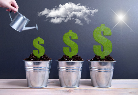 Dollar plants growing larger being wateredの写真素材