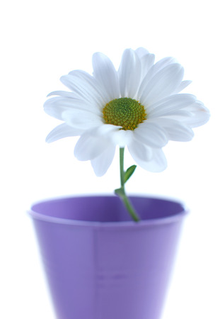 White daisy closeup in a pot over a white backgroundの写真素材