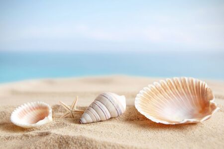 Sandy beach with sea shells and blue sky backgroundの写真素材