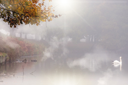 Autumn misty morning swan lakeの写真素材