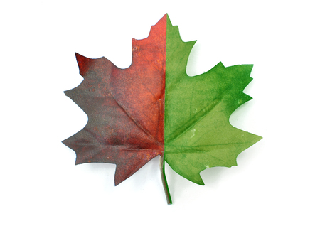 Autumn maple leaf partially green and red over a white backgroundの写真素材