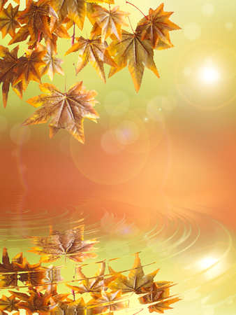 Autumn leaves hanging from a branch backgroundの写真素材
